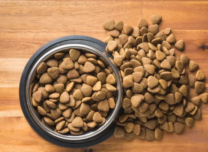 Plato con pellet para medir la ración diaria de un perro