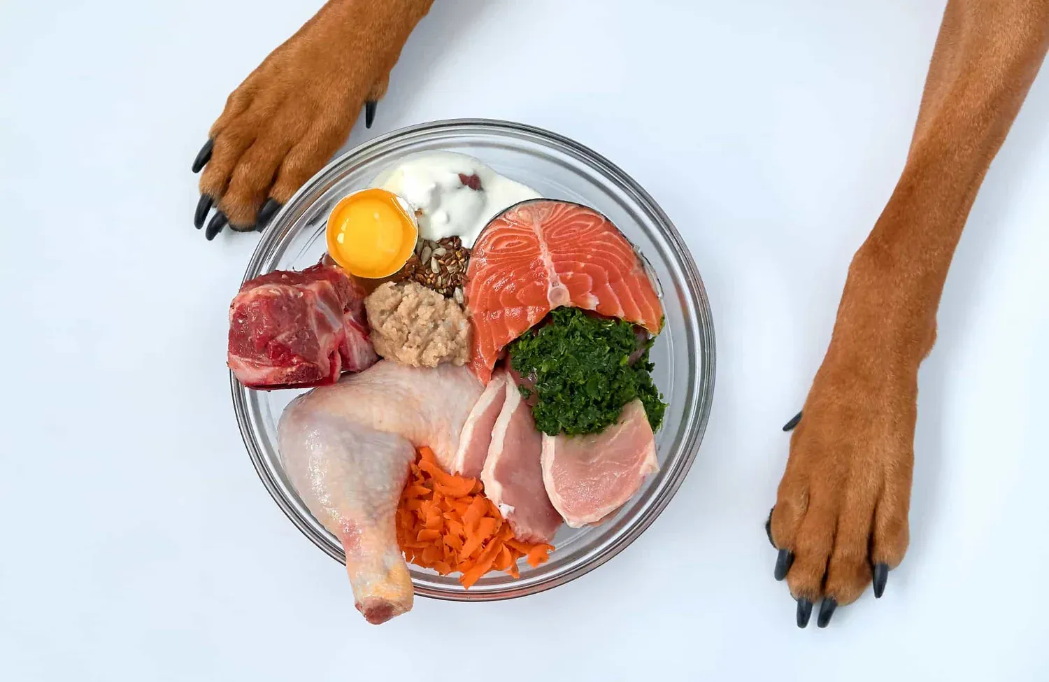 Perro disfrutando un plato de dieta BARF con ingredientes naturales frescos