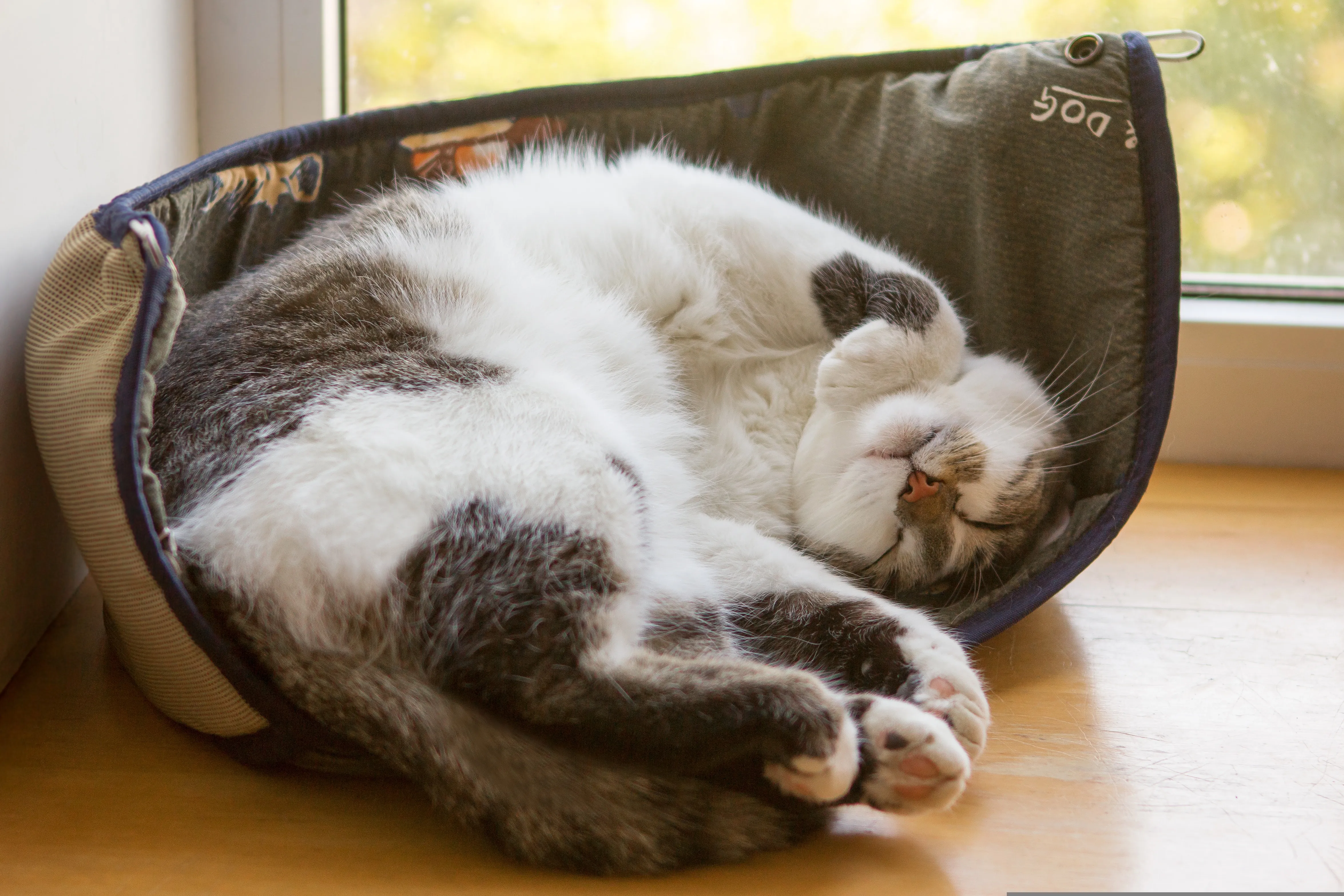 Gato descansando cómodamente en casa