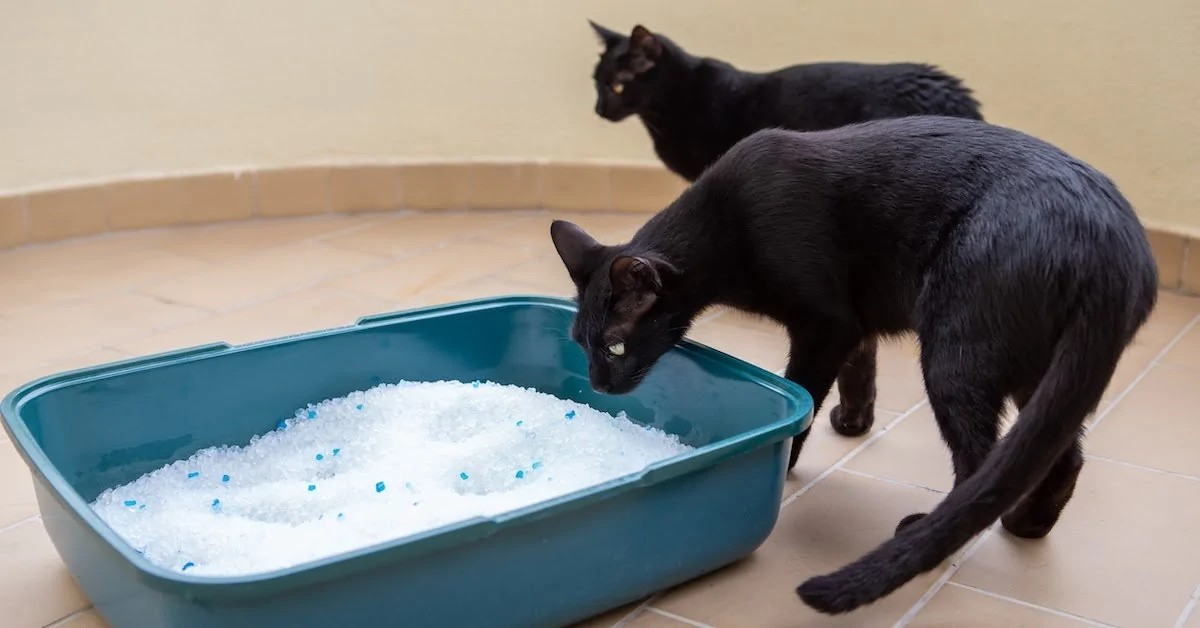 Gato usando su arenero en una esquina tranquila y ventilada del hogar