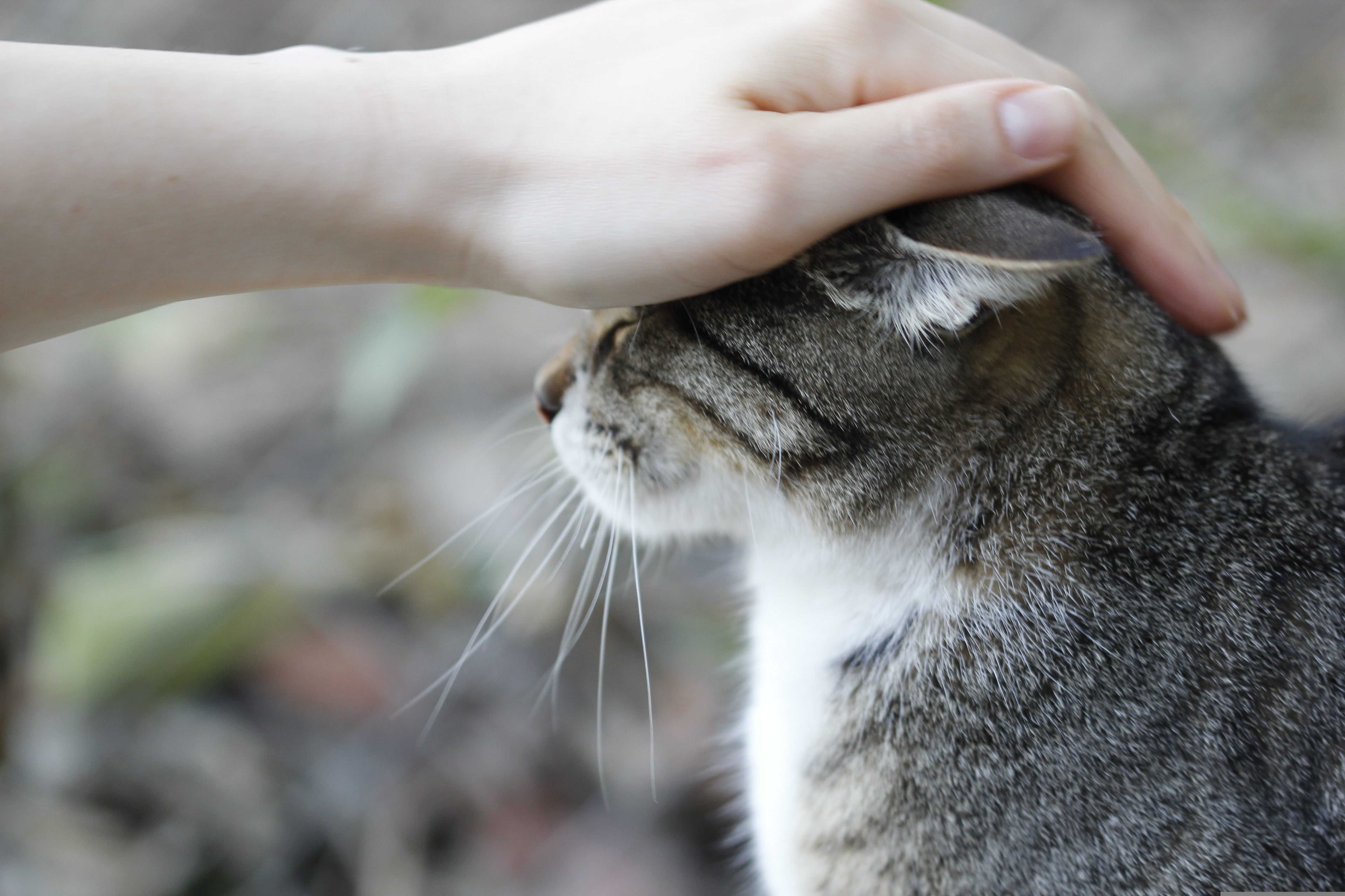 Gato siendo acariciado mostrando lenguaje corporal relajado